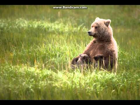 Parodii muzicale   Colinde si mascarii de sezon,Ia si asculta, ca s beton