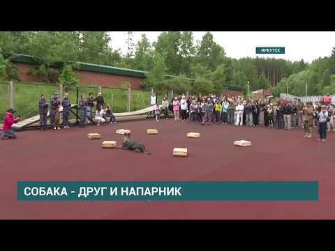 В преддверии Дня кинолога иркутским школьникам показали работу службы дрессировки собак