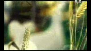 Catatonia - Dead From The Waist Down video
