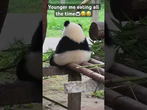 🐼😅😅#funny #animal #panda #pandapanda #viral #viralreels #viralvideos #viralshorts
