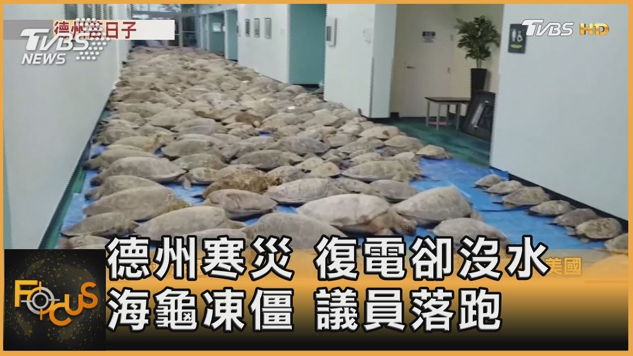 德州寒災 復電卻沒水 海龜凍僵 議員落跑