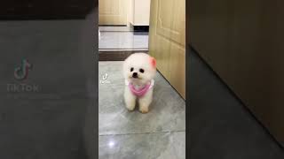 Download lagu ta là bông ciu xiu cute đây mp3