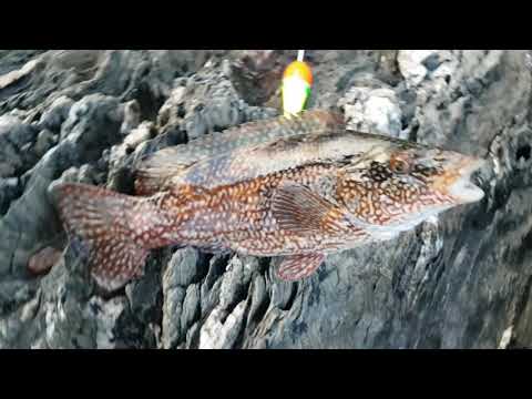 cork fishing on the coast