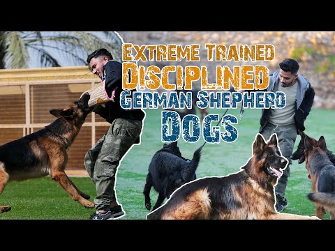 Extreme Trained & Disciplined German Shepherd Dogs I Program Animal Lovers