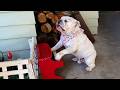 Super Talented Animals FUNNY And CUTE Pet Videos