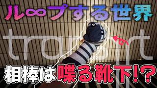 【ループ謎解き】時間が巻き戻る駅と喋るソックスの謎『 Transit 』