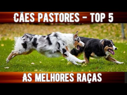 CÃES PASTORES:TOP 5 RAÇAS DOS MELHORES CÃES PASTORES, CONHEÇA 5 RAÇAS DE PASTOREIO DE GADO E OVELHAS