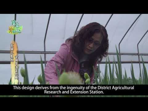 Joy on the farms of Taiwan Episode 5: Sanxing green onions