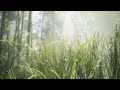 Clip 1