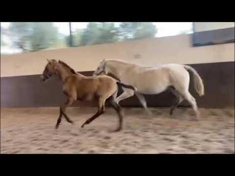 Quercus d`Atela nov2020