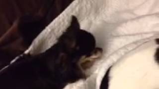 Chihuahuas enjoying Beam treats by Honest Kitchen