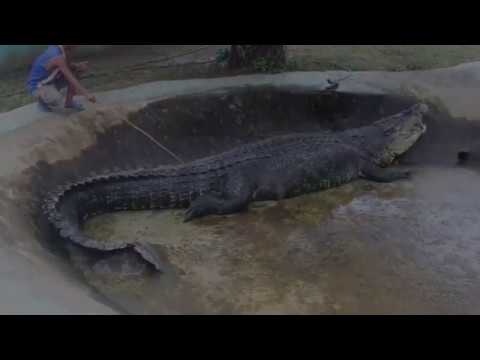 Krom Leviatan - Aligatorhoved (Prod. Joe Strauss)