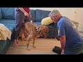 Unexpected Dog Attack