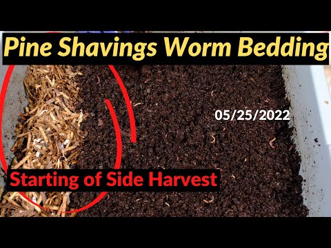 Pine Shavings Worm Bin - Starting Side Harvest 05/25/2022
