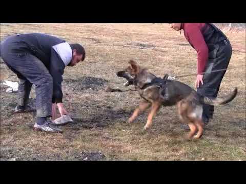 Chira Zde-Sko - protection - 5,5 months