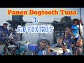 Full Strike Panen Dogtooth Tuna Di Rig Foxtrot Eretan Indramayu