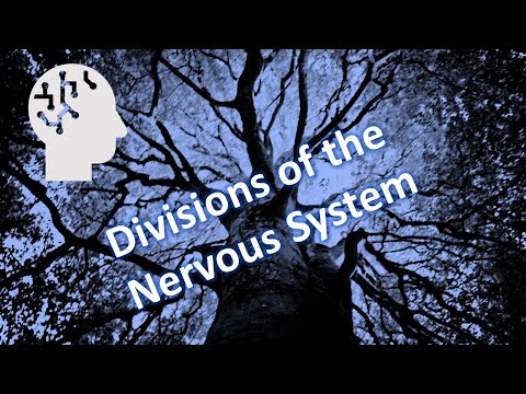 Divisions of the Nervous System