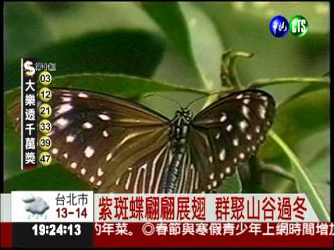 百萬隻紫斑蝶遷徙 國道讓路!