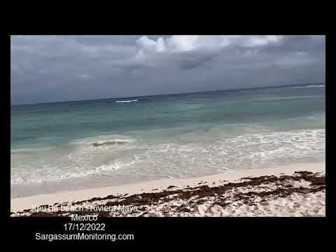 2022 Sargazo  - Xpu Ha beach - Riviera MayaMexico