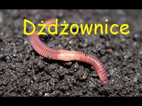 Gruba kobieta i mały penis Pierścień na penis zwiększyć