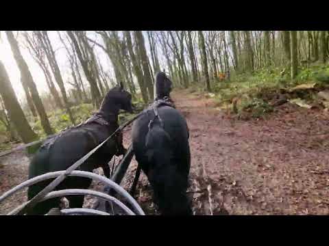 Stal Okkema's pair - L: Fyte & R: Abe - stallions - 1.65m