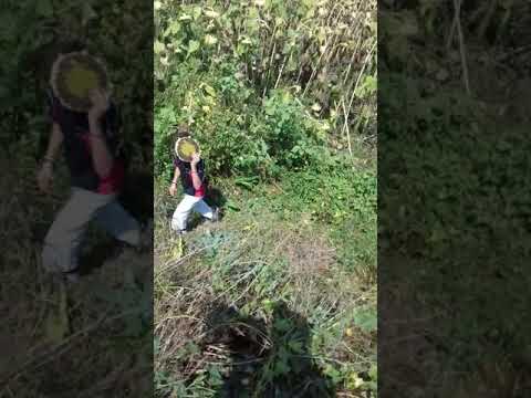 nedistramdeminune Socolul de campie mures