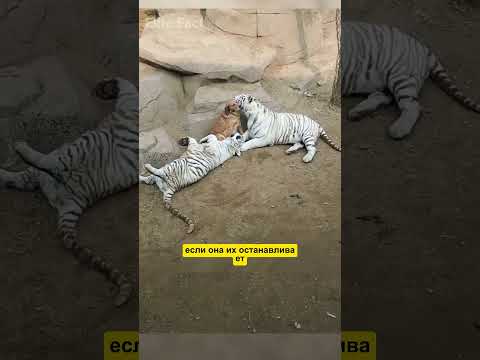 Самая сильная мать