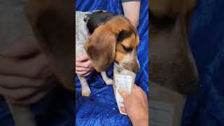 Video preview image #1 Beagle Puppy For Sale in Cuba, NY, USA