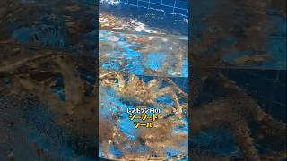 【魚の皮サラダ】深センの高級レストランで順徳料理を食べてみた！#中華料理 #東莞 #深セン  #streetfood