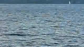 Whales infront Sydney Harbour