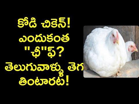 why chicken is so cheap explained in telugu | interesting facts in telugu | News6G