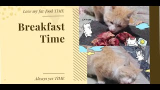 My cat loves to eat raw chicken | Food-Obsessed Cat
