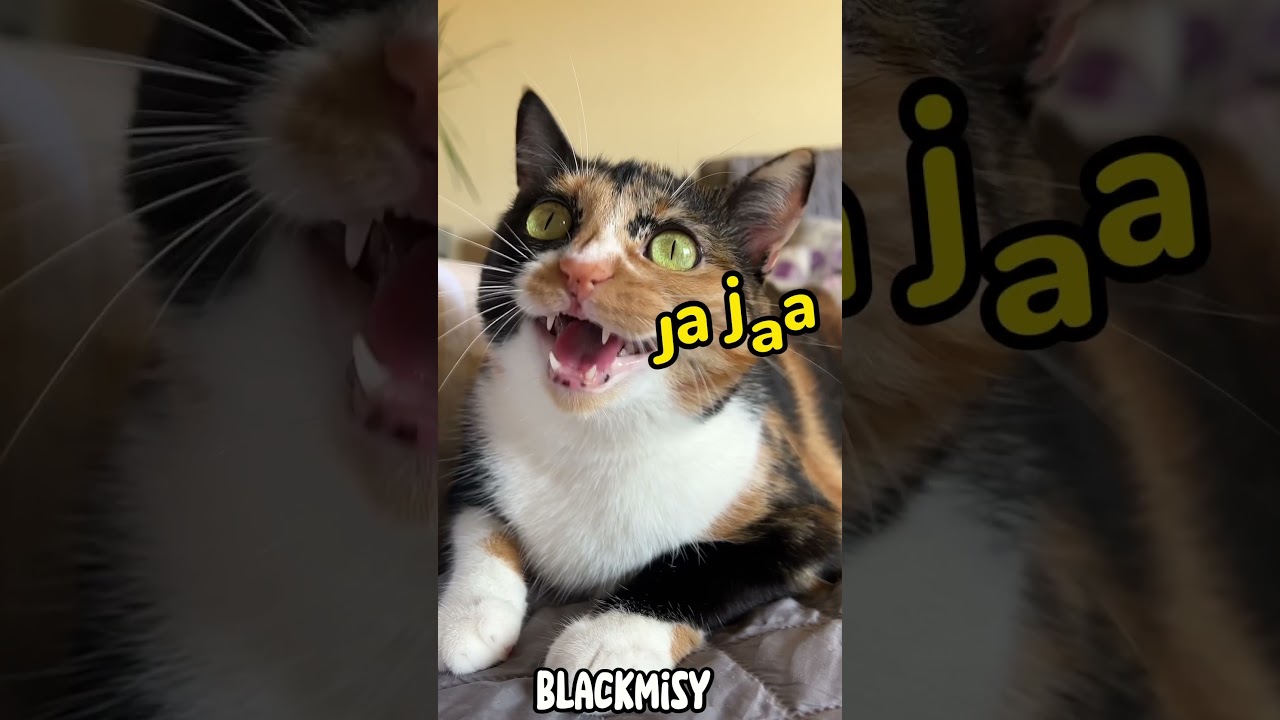 ¿Cuál es la diferencia entre papel higiénico y papel higiénico? VALETRY