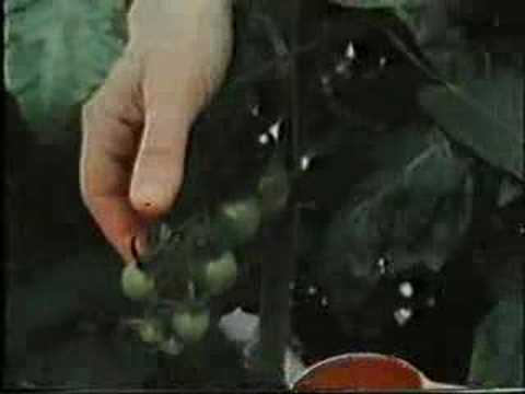 Van Kooten en de Bie - tomatenpuree deel 8van8