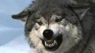 Hank Williams jr "Lone Wolf" Hank Williams jr "Lone Wolf"