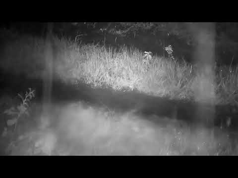 Djuma: Water streaming down ruts in the road from the rain - 03:11 - 02/09/2023