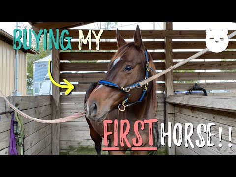 I Bought My FIRST Horse!!