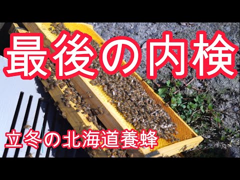 経済学科 晴蜂雨読⑮／シーズン最後の内検(11月、その1)／山崎亮一／東京農工大学名誉教授／字幕付き／Last internal examination of the season，Nov／Eng sub