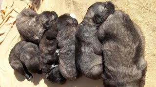 preview picture of video 'Caucasian Shepherd puppies, Magliolo, Savona, Italy, Europe'