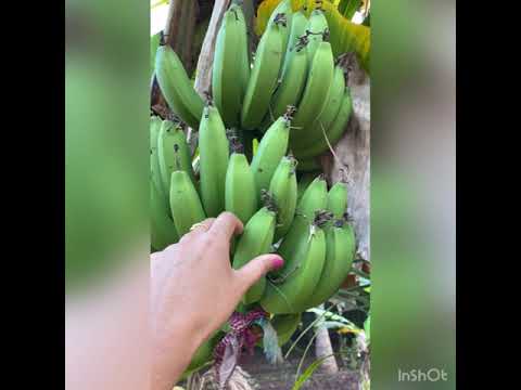 Happy Earth Day.. Make the world a better place to live in #shorts