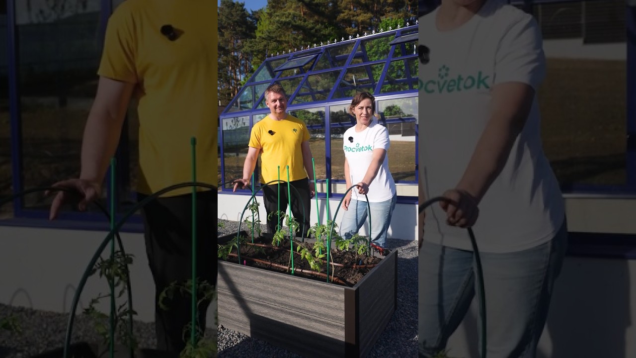 Агрореалити Битва за урожай! Первая подкормка перцев и томатов и как не допустить фитофторы
