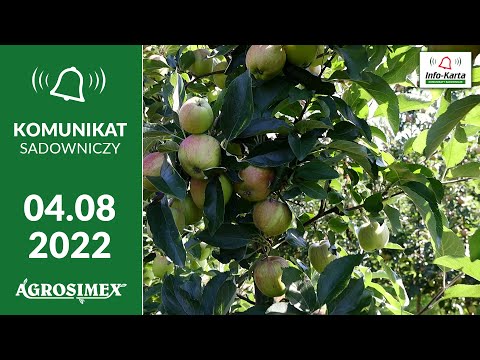 Sierpniowe nawożenie i odżywianie sadów jabłoniowych  - komunikat sadowniczy Agrosimex