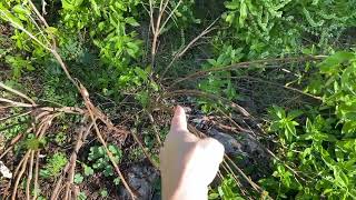 The Basil Forest | Garden Time | Zone 8A 