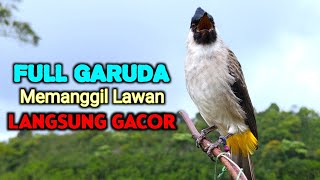 Download lagu Suara Burung Kutilang Gacor Memanggil Lawan Agar Bunyi Cocok Untuk Pancingan  mp3