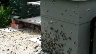 preview picture of video 'Essaimage : Une armée d'abeilles'