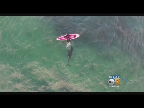 Swimming With The Orcas: Man Kayaks Alongside Several Whales