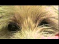 A Bark In The Dark