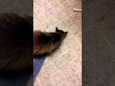 My Cat Coughing Most Likely Due To Hypertrophic Cardiomyopathy