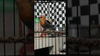 Download lagu Burung Kemade gacor mp3 Download lagu Burung Kemade gacor mp3