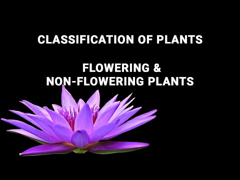 YouTube video about: Which of the following is true concerning flowering plants?